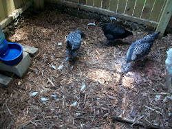 chicken garden muck july coop daddy millson mike sunday posted