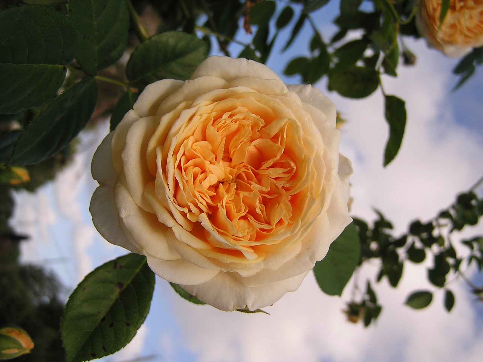 Rosegasms Teasing Georgia On Fortuniana Rootstock As A Tampa Teasing Georgia On Fortuniana Rootstock As A Tampa Pillar Rose