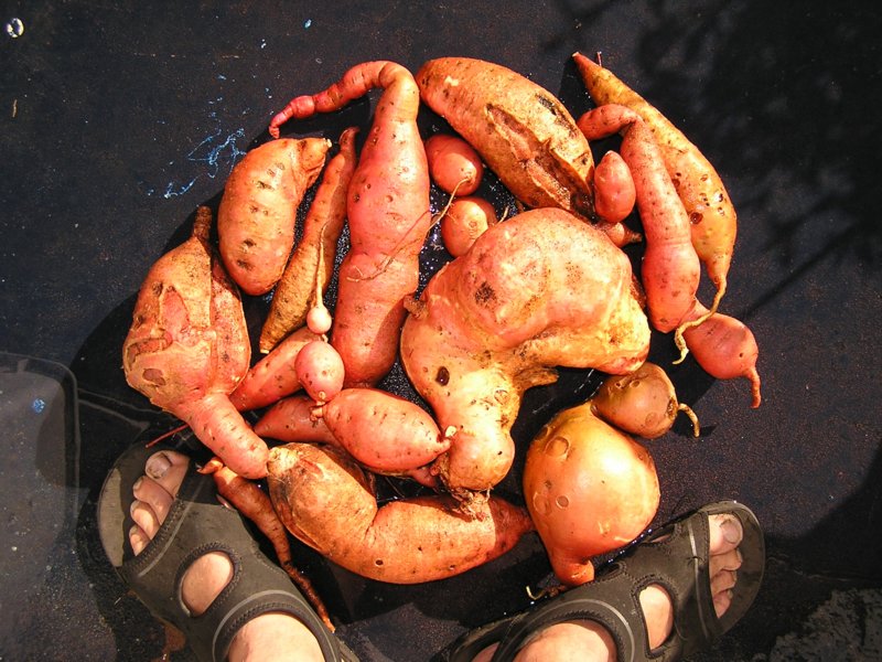 John Starnes' Urban Farm Super Easy and Cheap Sweet Potato "Slips"