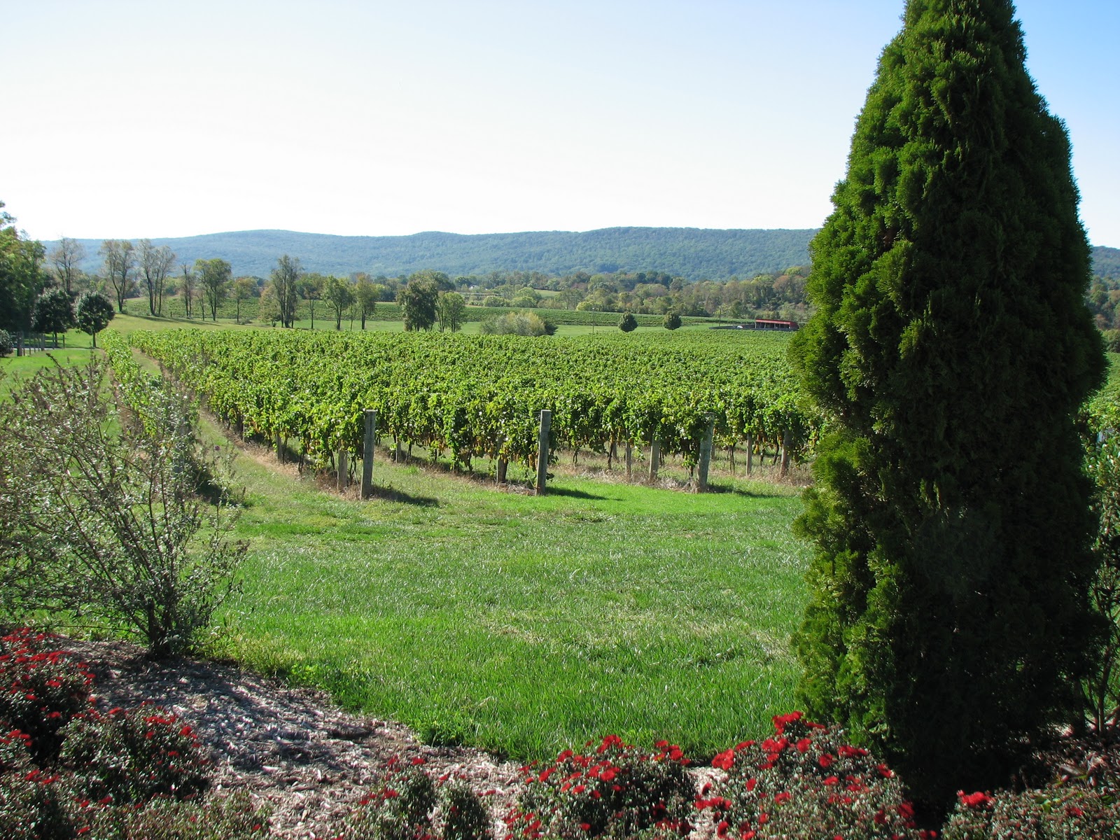 The Misadventures of a Shiba Inu Winery with the dogs