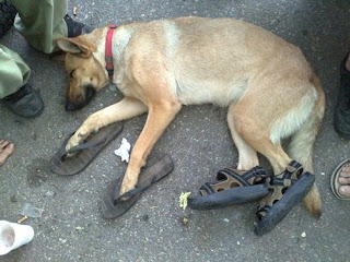 Немец се жалва, че му убили кучето в Кубрат