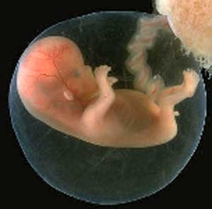 Tercer mes de embarazo, evolucion del bebe y síntomas de la mamá