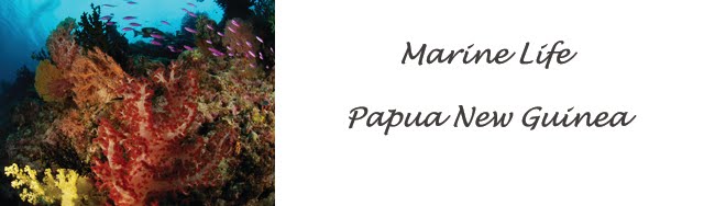 marine life PNG