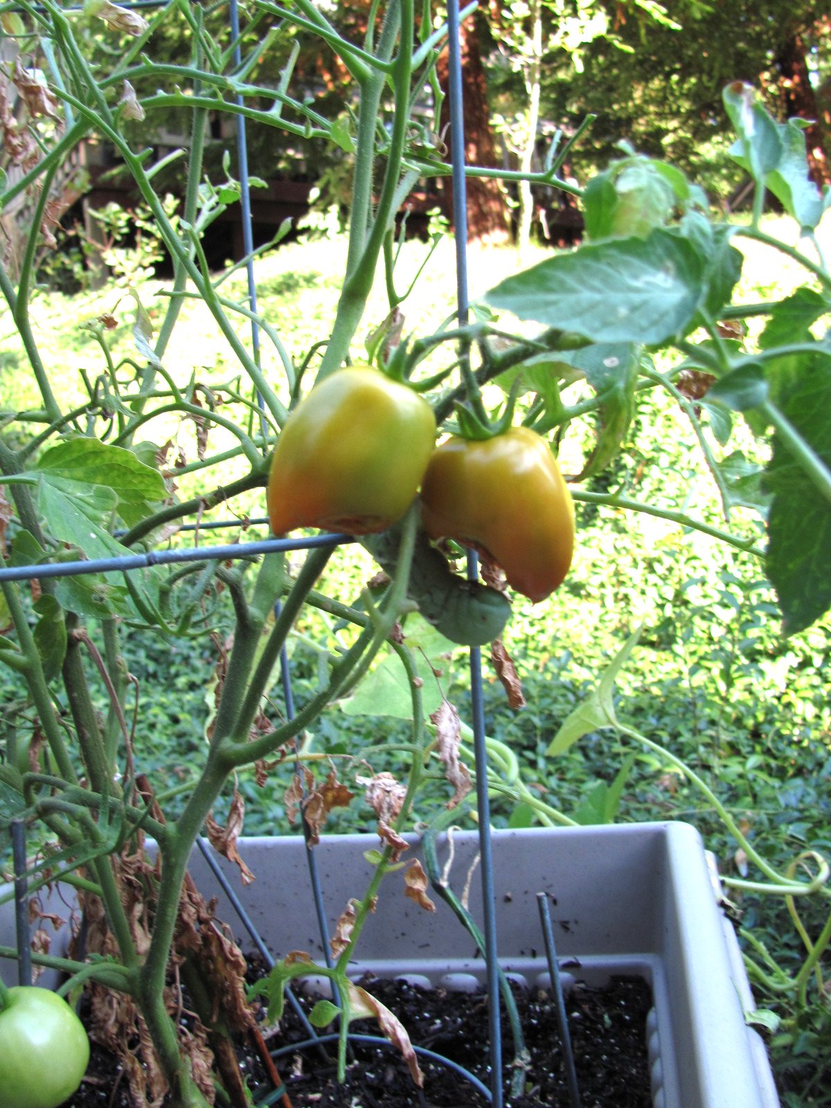 The Matteson Family Whats happening to my tomato plants??