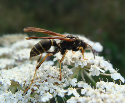 Paper wasp on Queen Anne's Lace flower head