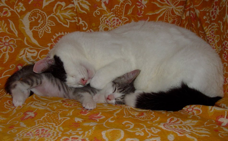 Taming Feral Cats / Kittens 2 This new litter of kittens is nothing