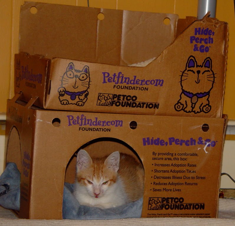 Taming Feral Cats / Kittens 4 Should I give a feral kitten a box to