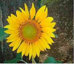 Sun flower