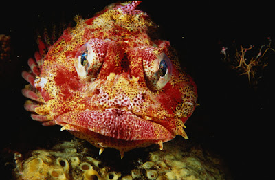 20 Hewan Terjelek di Dunia