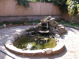 absol - pond