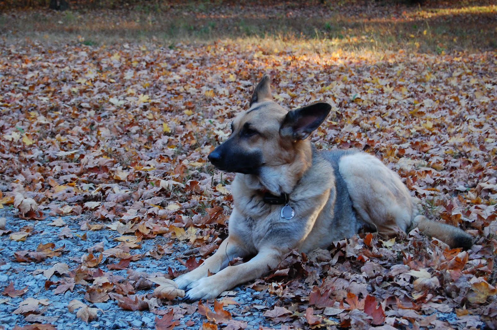 [P_dawg_n_leaves.JPG]