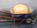114 pound pumpkin