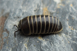 silverfish millipedes myriapods marginata pill millipede attack isopod pillbug although looks