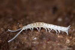 myriapods symphylans antennae centipedes silverfish attack blind