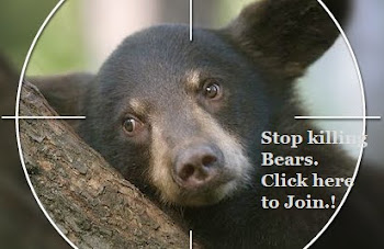 Stop Killing Bears!