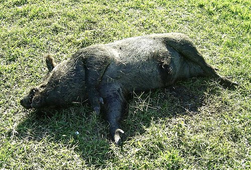 [dead+pig+black.jpg]