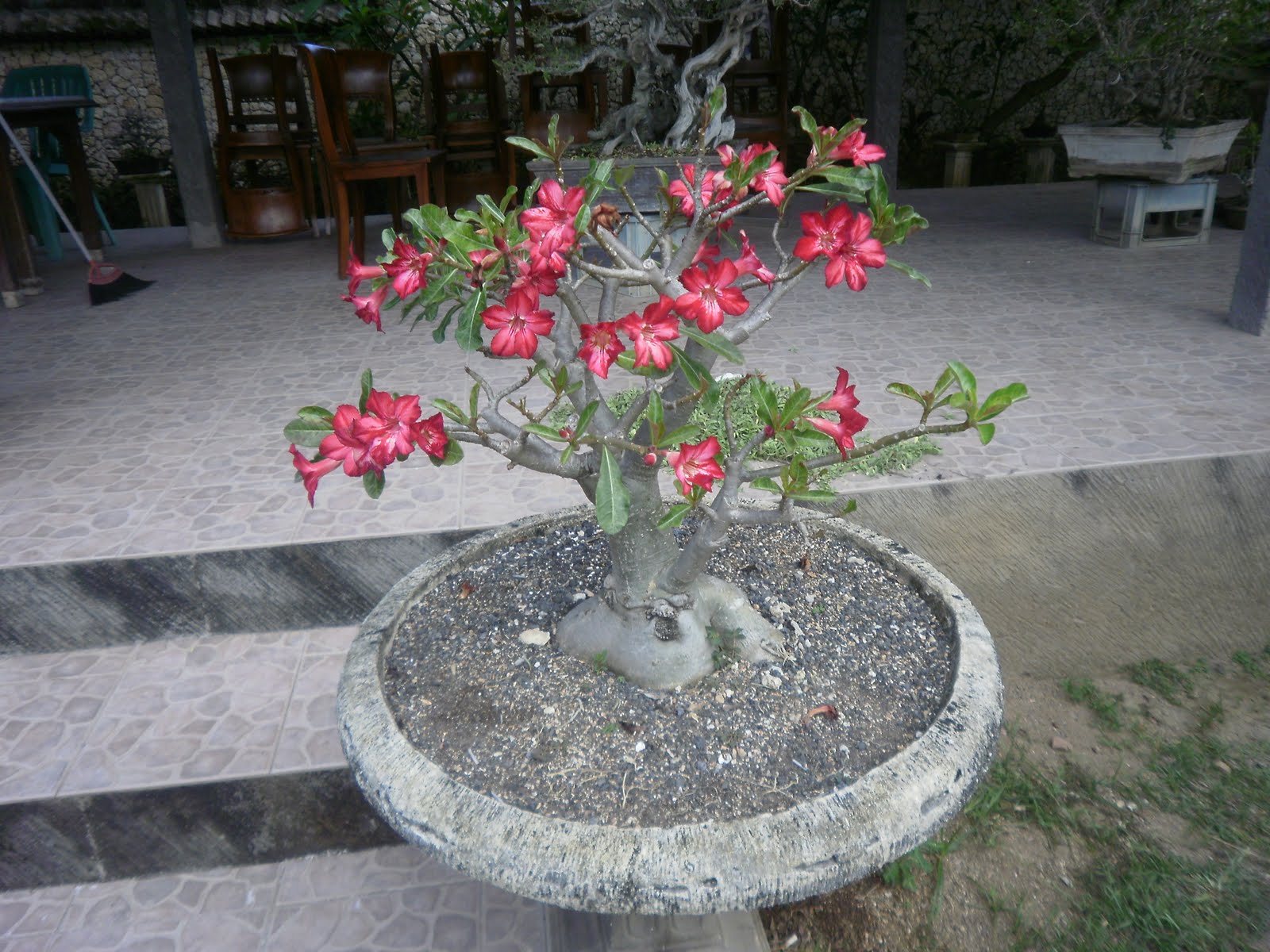 The Tree Blog Bonsai Cafe Sanur Beach Bali