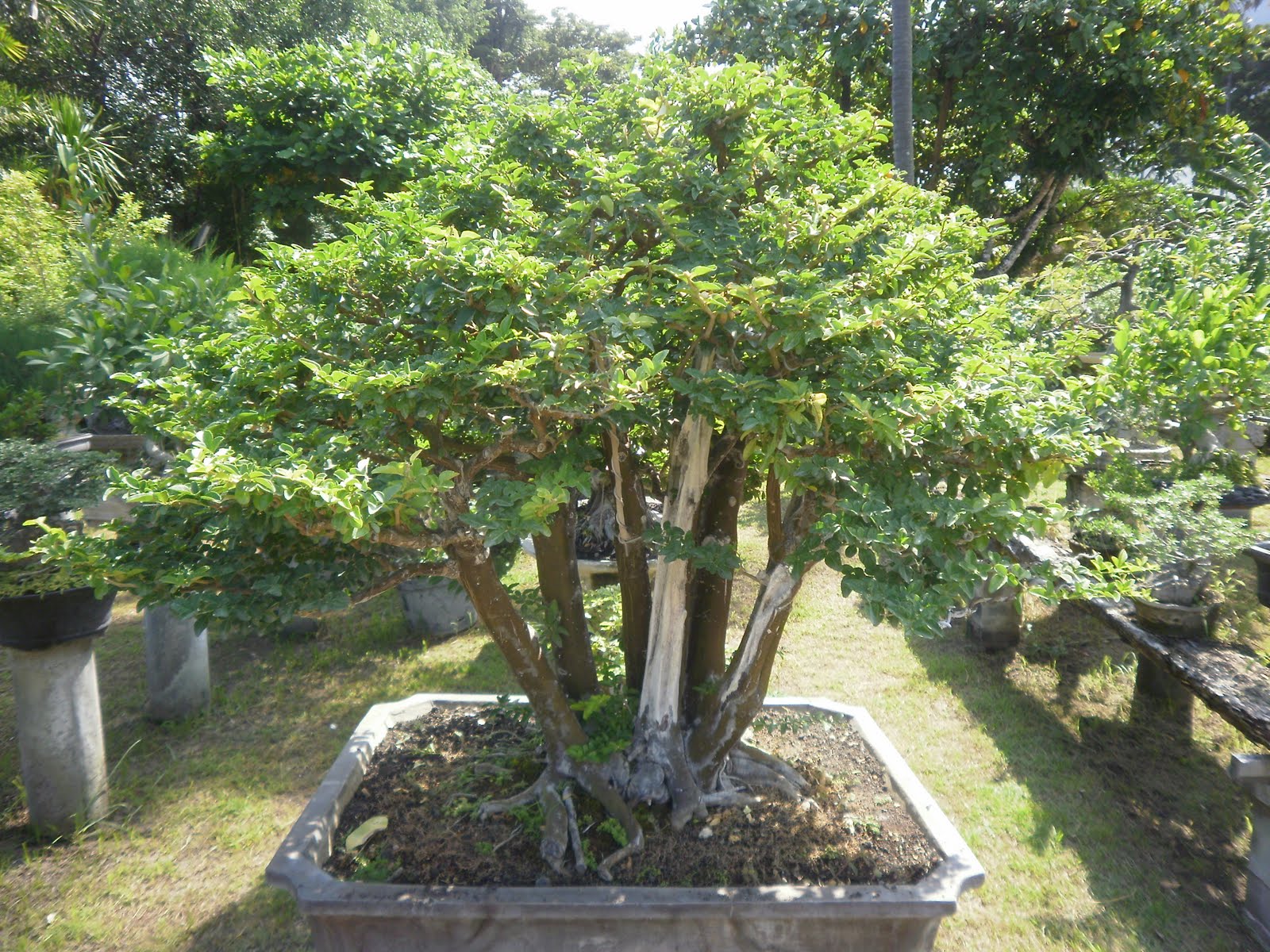 The Tree Blog Bonsai Cafe Sanur Beach Bali