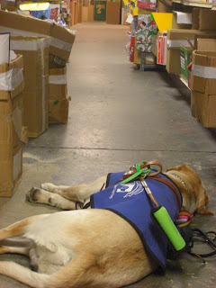 Photo of Toby in coat/harness, he is in a down-stay sleeping, you can see items on shelves beside him