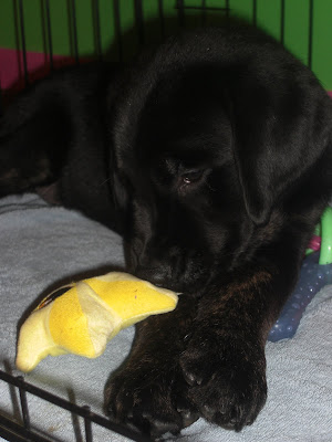 Cute photo taken of Rudy, he is chewing on a yellow stuffed toy and you can see a little bit of brown hair on his legs