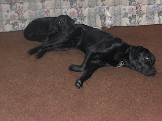 Picture of Rudy and Sparkie sleeping. Rudy's resting his head on Sparkie's bottom.