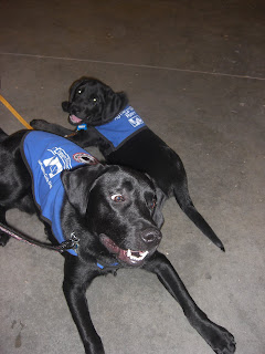 Photo of Sparkie and Rudy both in a down-stay wearing their coats - they looks soo cute together!!