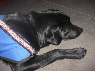 Photo of Sparkie in a down-stay in coat sleeping