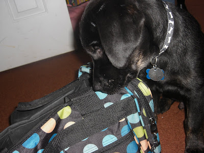 Picture of Rudy sniffing his bag