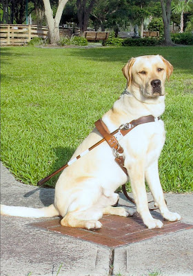 Picture of Toby in a sit-stay wearing a harness. He looks very grown up! The back ground is grass and a sidewalk down at the school