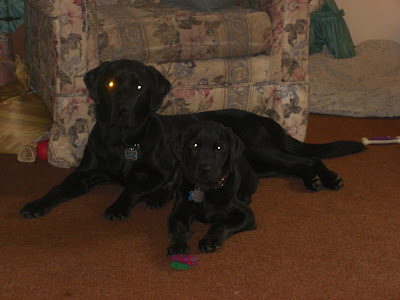 Photo of Rudy laying with Sparkie, both are staring at the camera - but Sparkie has a glowing red eye