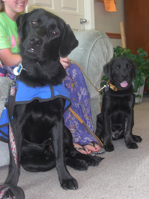 Photo of Sparkie and Rudy in a sit-stay in coat staring at the camera