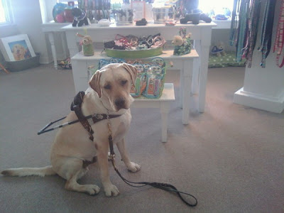 Picture of Toby in harness down at the school - a picture one of the trainer's took 