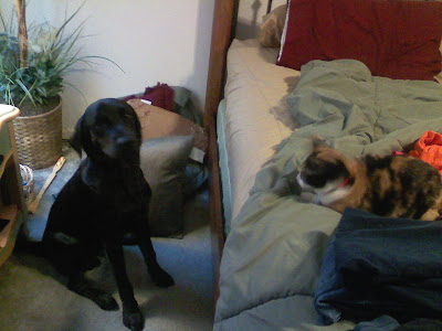 Picture of Rudy in a sit-stay on the left, with the puppy raiser's cat on the bed on the right 