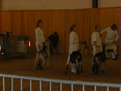 Picture of my raiser showing dairy goats, she's on the far left with one of her goat's - Skittles 