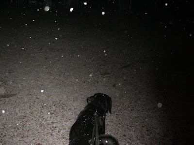 Picture taken Christmas night - when it first started snowing - Rudy is just out walking on leash in this picture