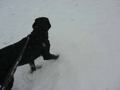 Picture of Rudy walking through the snow