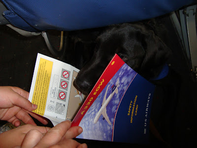 Picture of Rudy looking at the safety card provided on the airplane (during our guide dog airport meeting)