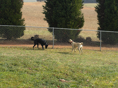 Picture of Rudy & Tracker in the fenced in yard