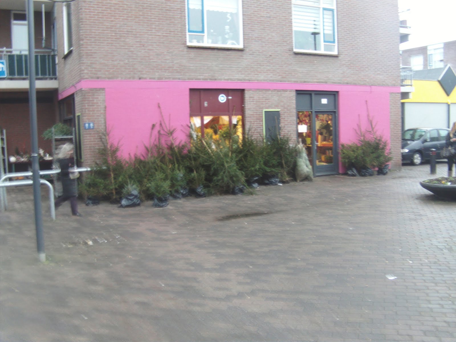 BEIJUMNIEUWS WAAR KOOP JE EEN KERSTBOOM?