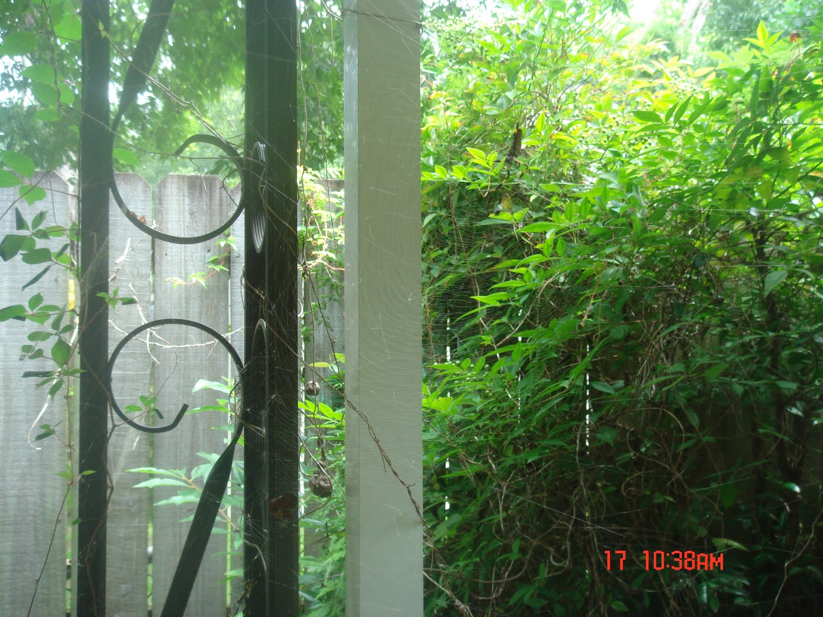 Southern Smorgasbord Along Came A Spider 