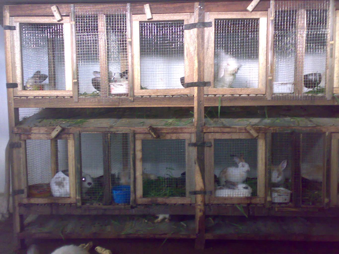 Berbagai Jenis Kandang untuk kelinci | peternakan kelinci