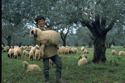[shepherd.jpg]