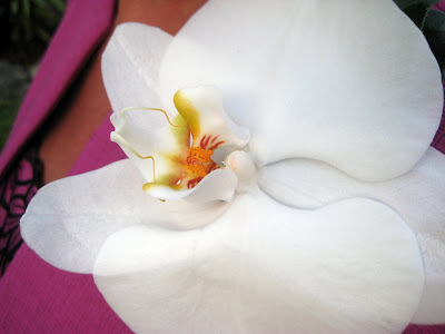 phal+corsage - Kemp / Ryan Wedding - May 29th 2010