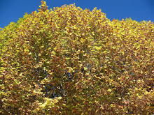 Outono -em amarelo e verde
