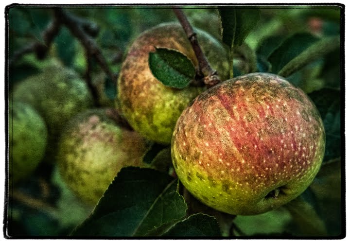 Dan Routh Photography Heirloom Apples