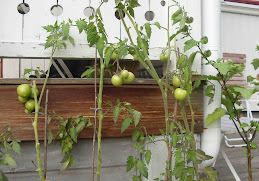 Blekta gröna tomater