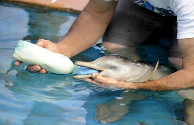  cute baby dolphin pictures