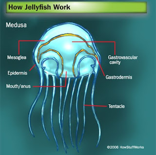 Ugly Fish: Fascinating Facts About Jellyfish, Part II