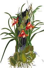 the illustrated orchid