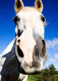 caballo%5B1%5D.jpg